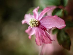 Clematis von Rob Boon