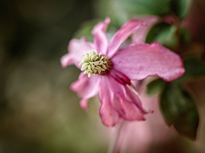 Clematis by Rob Boon