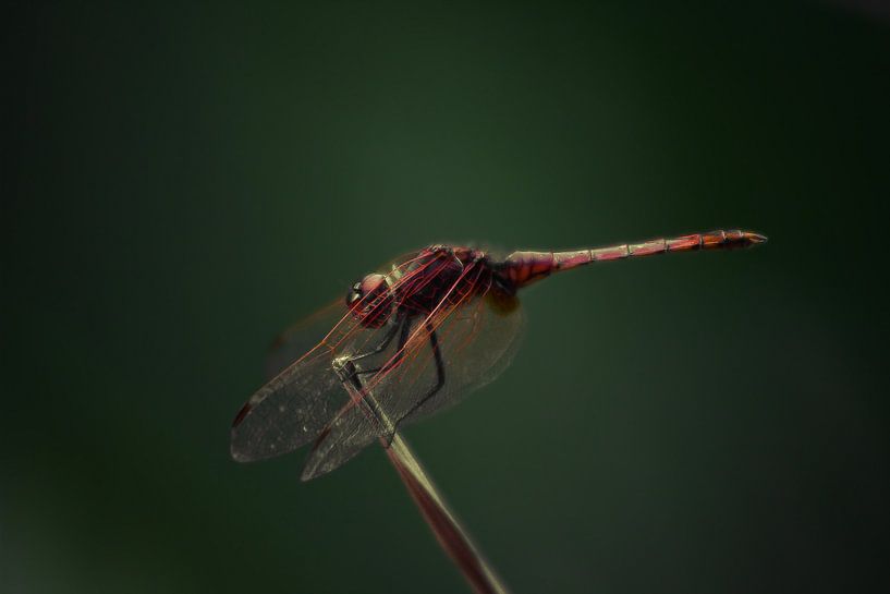 Red veined dropwing van BL Photography