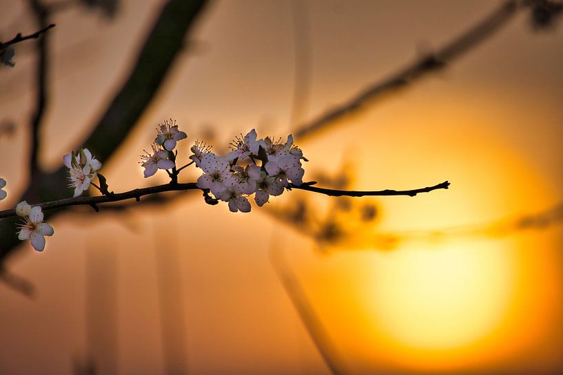Fleurs de cerisier blanches sur une branche avec le coucher de soleil en arrière-plan par Martin Köbsch