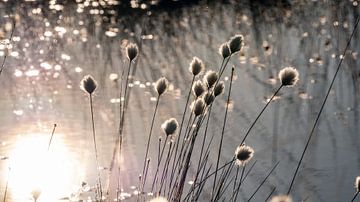 Herbe à coton sur Kurt Krause