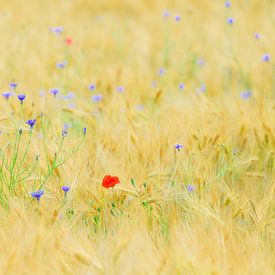 Summer field van John Goossens Photography