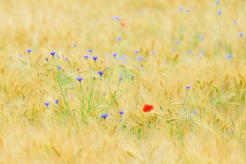 Summer field van John Goossens Photography