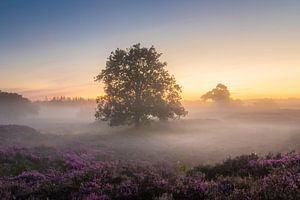 Nebliger Morgen im Moor