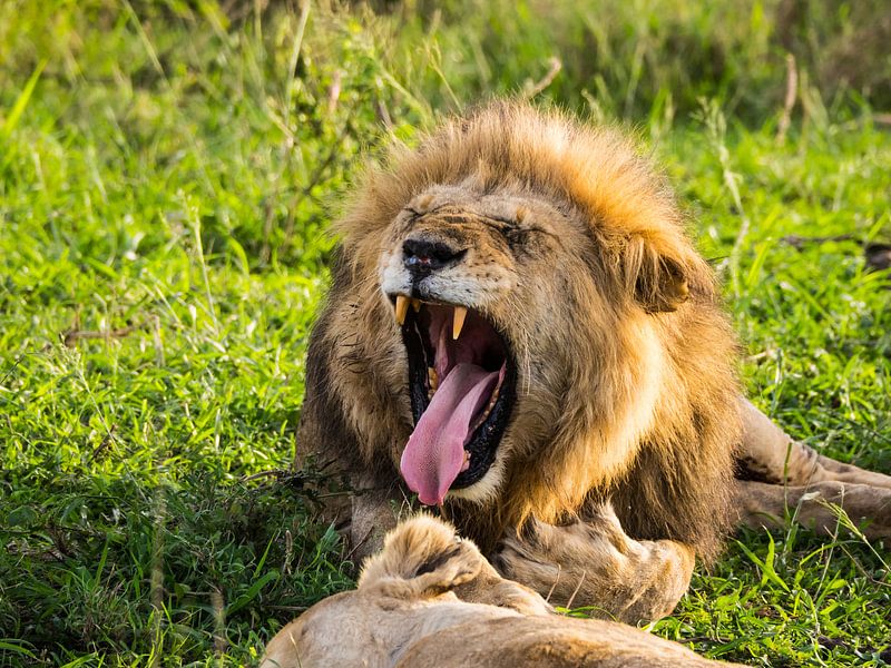 Gapende leeuw von Stijn Cleynhens
