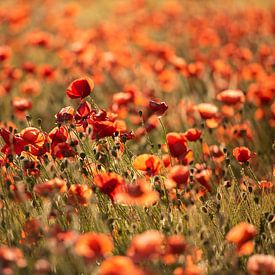 Coquelicots - Force sur Marjan van Herpen