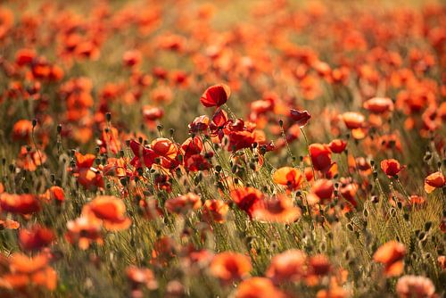 Mohnblumen - Stärke