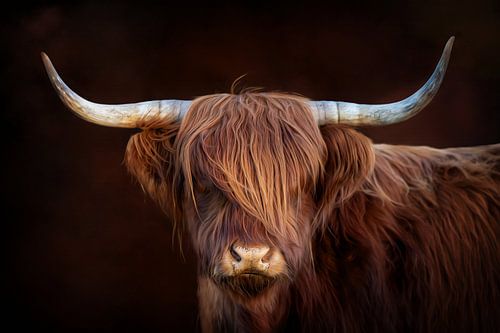 Hooglander in oilpaint