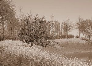 Koolzaad langs het water in sepia