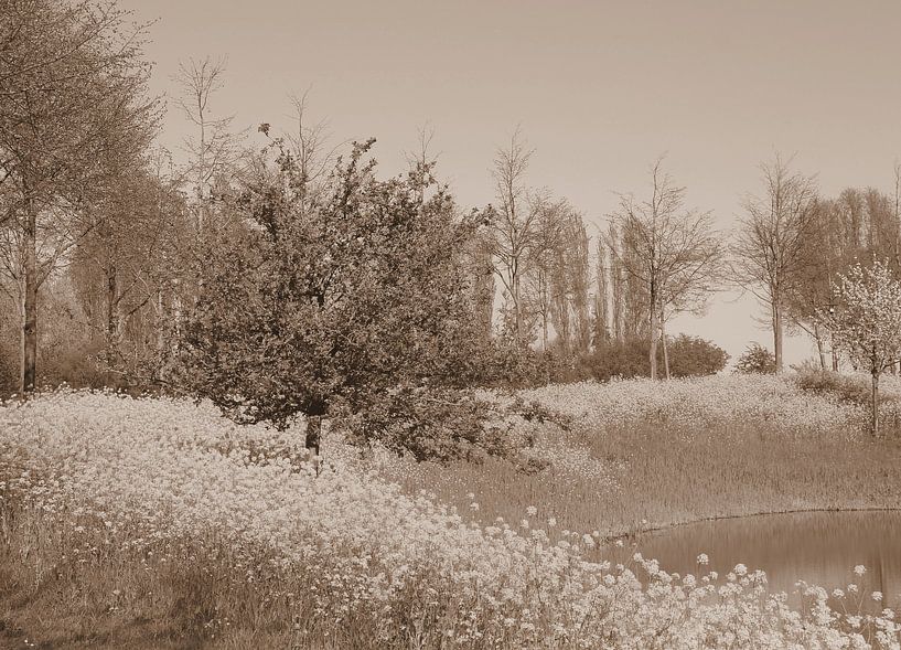 Koolzaad langs het water in sepia von Jose Lok