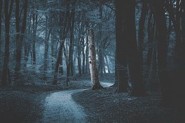 Promenade forestière mystique dans les bois de Veluwe sur Fotografiecor .nl
