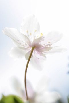 Bosanemoon van Esther van Dijk