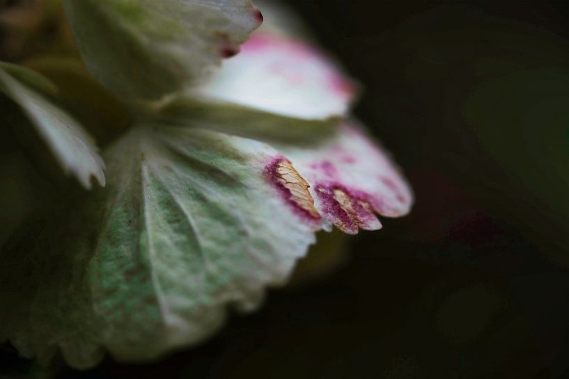Leaf by Tamar Aerts