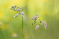 blaassilene 2