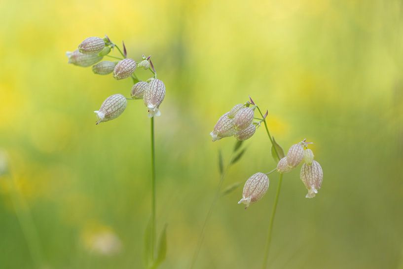 blaassilene 2 by Ria Bloemendaal