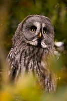 The Lapland owl