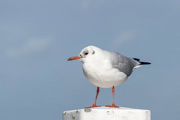 Kokmeeuw Chroicocephalus ridibundus op een meerpaal in de haven