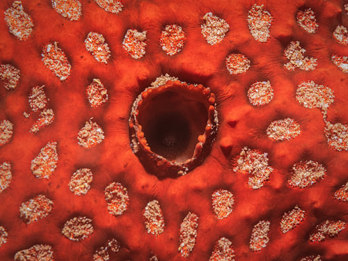 Asteroidea