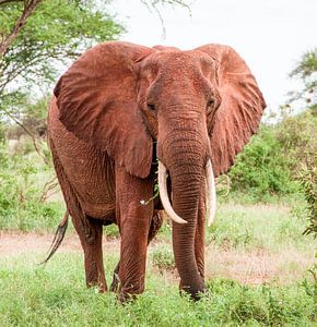 African Elephant von Alex Hiemstra