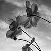 Chinese Anemoon, studie in monochroom van Imladris Images