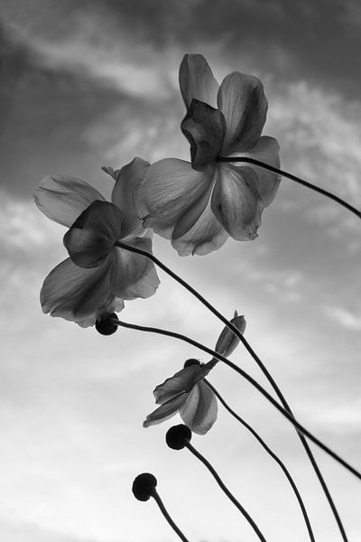Herbst Anemone, Monochrome Studie von Imladris Images