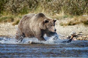 Grizzly bear  sur Menno Schaefer
