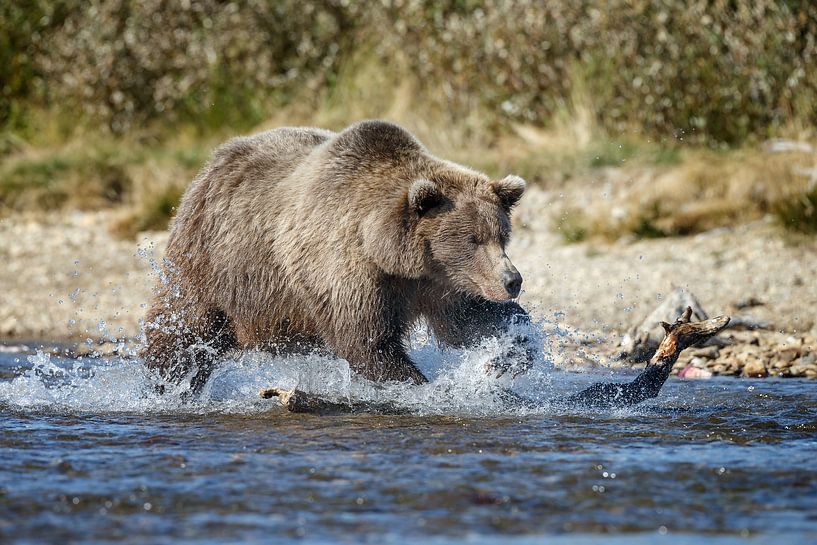 Grizzly bear  by Menno Schaefer