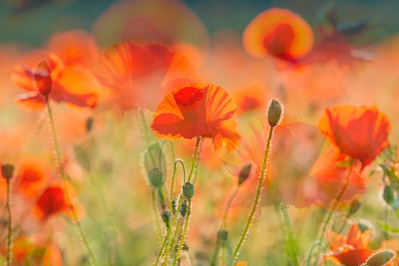 Champ de coquelicots par Ron van der Stappen