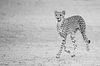 Vrolijk rennende cheetah van Sharing Wildlife thumbnail