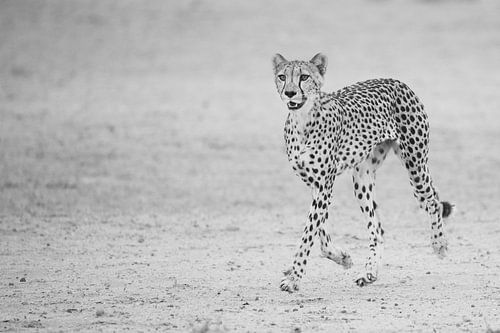 Vrolijk rennende cheetah