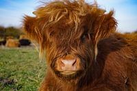 veau, Highlander écossais