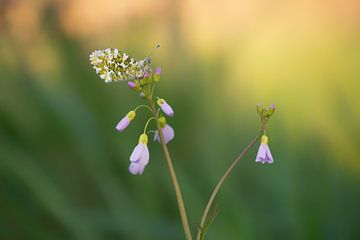 Schmetterling: Orangefarbene Spitze (Anthocharis cardamines) an der Spitze der Kuckucksblume