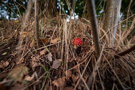 Rouge à points blancs