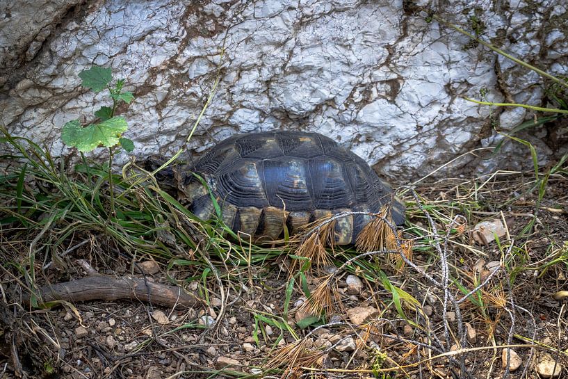 Tortue parmi les feuilles sur la colline de Philopappos à Athènes | Photographie de voyage par Kelsey van den Bosch