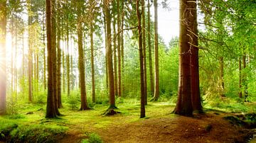 forêt enchantée sur Günter Albers