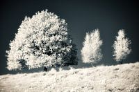 Surrealist minimalist infrared landscape with trees on a hill. Monochrome blue tint photo print.