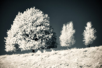 Surrealist minimalist infrared landscape with trees on a hill. Monochrome blue tint photo print.