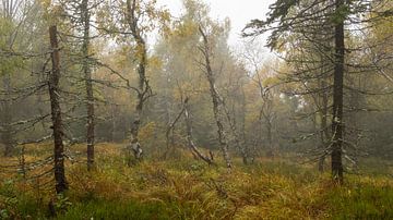 Birkenfamilie in herbstlicher Stimmung von Anselm Ziegler Photography