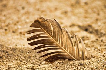 Feder im Sand – Vogelfeder im Sandstrand