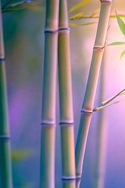 Bambusstämme im sanften Licht von Poster Art Shop