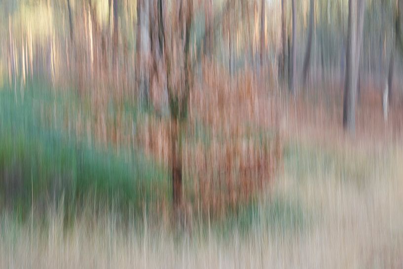 ICM herfst boslandschap van Cor de Hamer