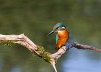 Eisvogel (Alcedo atthis)