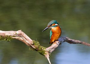 Eisvogel (Alcedo atthis)