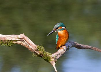 Eisvogel (Alcedo atthis)
