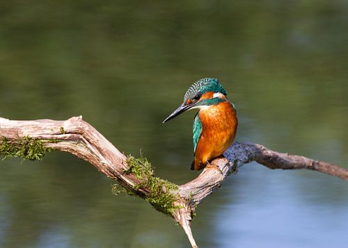 Eisvogel (Alcedo atthis)
