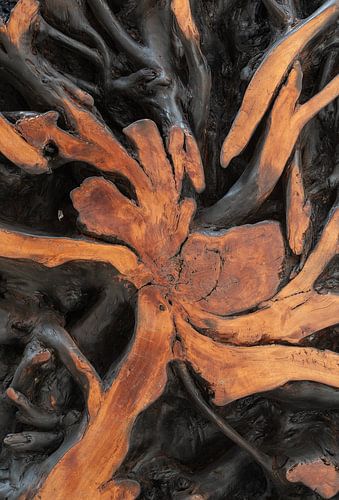 Orange structure on petrified wood