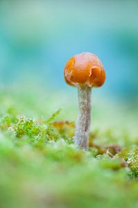 Kleiner pilz