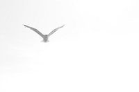 Vogel , Himmel , Tod