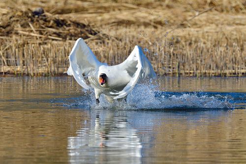 Cygne tuberculé pendant la parade nuptiale