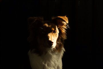 Hund im Schatten von Melany Lampe